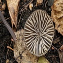 Zwarte melksteelmycena