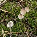 Gewone melksteelmycena