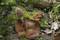 Morchella americana