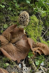 Morchella americana