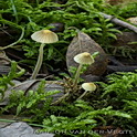 Citroensnedemycena