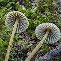 Citroensnedemycena