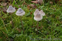 Draadsteelmycena