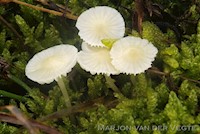 Bleekgele mycena