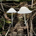 Witte melksteelmycena