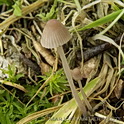 Dennenmycena