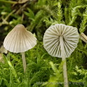 Dennenmycena