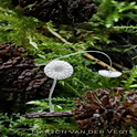 Plooirokmycena