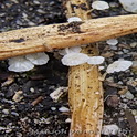 Zeggemycena