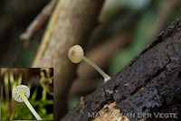 Mycena speirea f. camptophylla