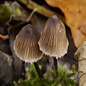 Melksteelmycena