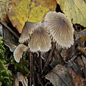 Melksteelmycena