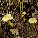 Narcisridderzwam