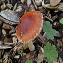 Oranjerode stropharia