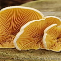Oranje oesterzwam