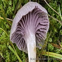 Paecilomyces marquandii