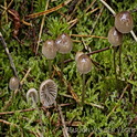 Palingsteelmycena