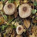 Panterchampignon