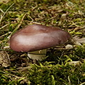 Papilrussula