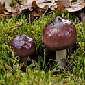 Papilrussula