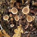 Cortinarius flexipes var. flabellus