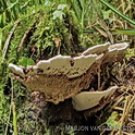 Hypomyces chrysostomus