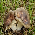 Vorkplaatrussula