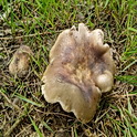 Vorkplaatrussula