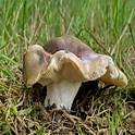 Vorkplaatrussula