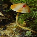 Prachtmycena