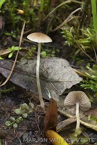 Psathyrella rubiginosa