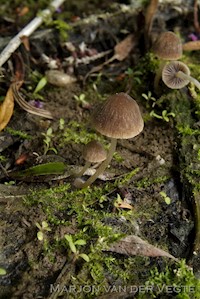 Psathyrella tenera