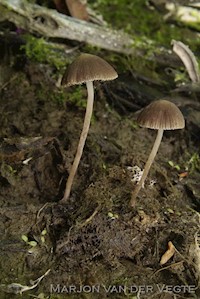 Psathyrella tenera