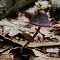 Purperbruine mycena