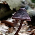 Purperbruine mycena