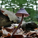 Purperbruine mycena