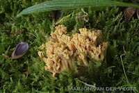 Ramaria krieglesteineri