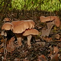 Roodbruine schijnridderzwam