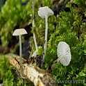 Slijmsteelmycena