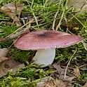 Roze berkenrussula