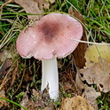 Roze berkenrussula