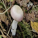 Roze berkenrussula