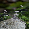 Roze peutermycena