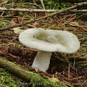 Groene berkenrussula