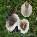 Fijnplaatrussula