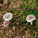 Violetgroene russula