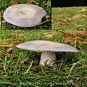 Violetgroene russula