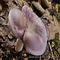 Violetgroene russula