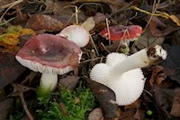 Geurige wilgenrussula