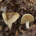 Grofplaatrussula